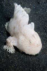 White hairy frogfish against black sand background by Paul Whitehead 